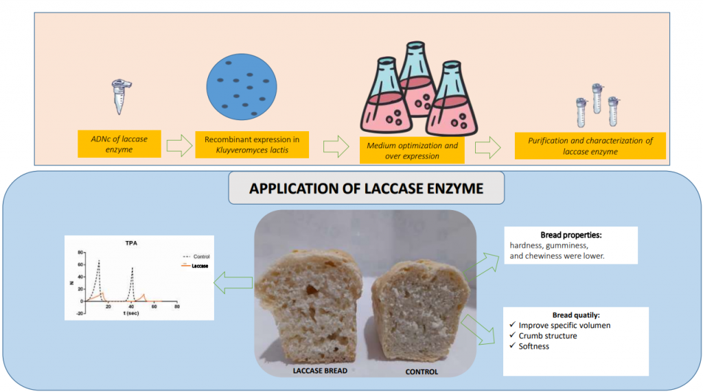 Defensa de tesis: “Producción de enzimas Lacasa y Xilanasa para su potencial utilización en la elaboración de panificados”