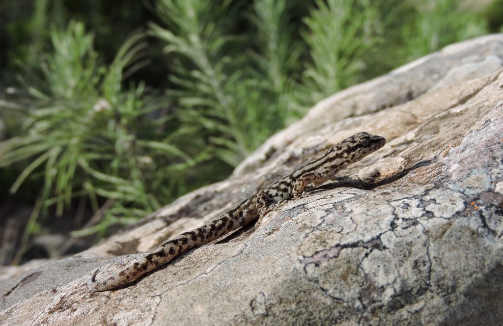 Defensa de tesis: Estructura poblacional reproducción, comunicación y ecología térmica del geko del taraguí (Homonota taragui, Phyllodactylidae, Squamata) endémico de los afloramientos rocosos del Paraje Tres Cerros, Corrientes