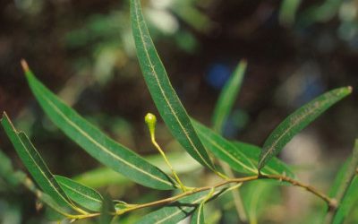 Doctorado en Química: Se defenderá la tesis denominada “Evaluación del efecto inmunomodulador y antitumoral de flavonoides presentes en Nectandra angustifolia y Cissampelos pareira”