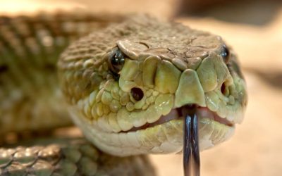 Doctorado en Biología: Se defenderá la tesis denominada “Potencial efecto antitumoral de fosfolipasas A2 básicas (variantes Asp49 y Lys49) del veneno de Bothrops diporus (Cope, 1862)”