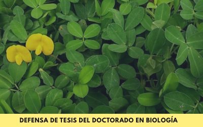 Doctorado en Biología: Se defenderá la tesis denominada “Caracterización morfológica y molecular de germoplasma silvestre de Arachis de Paraguay”