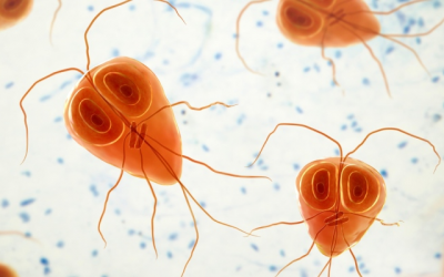 Doctorado en Biología: Se defenderá la tesis denominada “Epidemiología de Giardia spp. y Blastocystis spp. en el litoral Argentino”