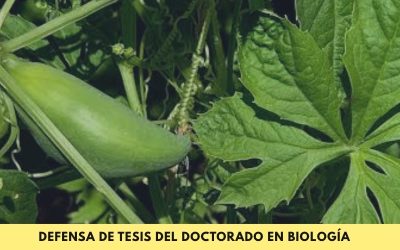 Doctorado en Biología: Se defenderá la tesis denominada “Delimitación de géneros y evolución floral en el clado Cyclanthera (Cucurbitaceae, Sicyoeae)”
