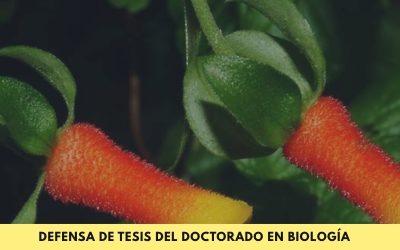 Doctorado en Biología: Se defenderá la tesis denominada “Revisión taxonómica de Manettia Mutis ex L.(Rubiaceae) para Argentina y Bolivia, y estudios morfo-anatómicos en órganos adaptado sal hábito trepador”