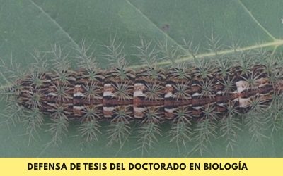 Doctorado en Biología: Se defenderá la tesis denominada “Relevamiento, identificación y cría de Lonomia sp. (Lepidóptera, Saturniidae) de la Provincia de Misiones (Argentina): Evaluación del impacto de la antropización sobre el accidente lonómico”