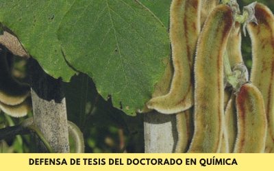 Doctorado en Química: Se defenderá la tesis denominada “Obtención de compuestos bioactivos a partir de vainas de Mucuna Pruriens: valorización de residuos agrícolas de la provincia de Corrientes”